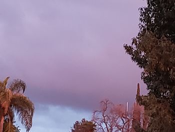 Low angle view of flowering plants against sky