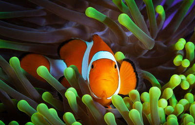 Close-up of fish swimming in sea