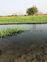 Scenic view of lake by field against sky