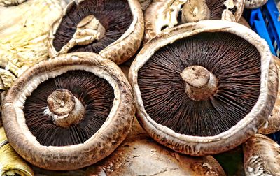 Close-up of mushrooms growing on wood