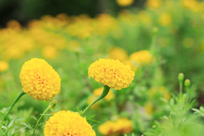 Yellow marigold flowers with the beauty of nature in garden.