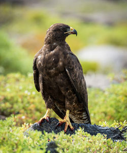 Close-up of eagle perching on rock