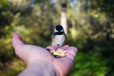 Person holding bird perching on hand