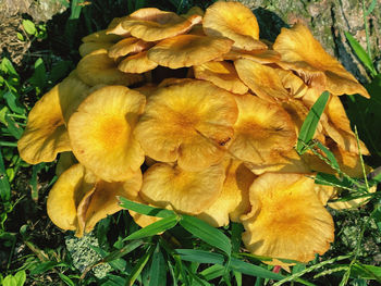 Close-up of yellow flowering plant leaves