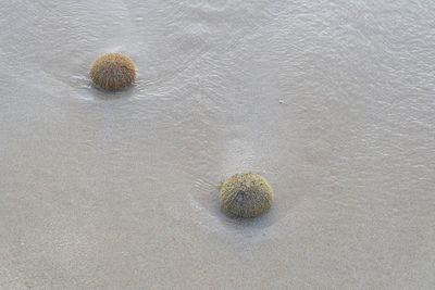 Flower on sand at beach