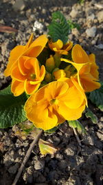 Close-up of yellow flower