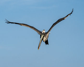 Low angle view of eagle flying in sky