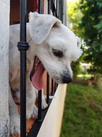 Close-up of dog looking away