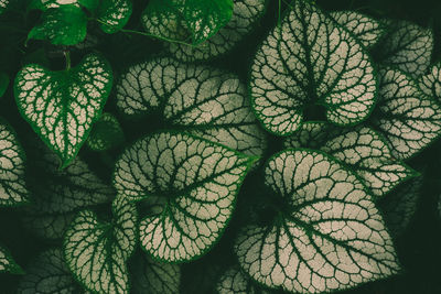Full frame shot of fresh green leaves
