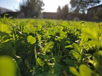 Close-up of green plants growing in field