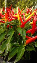 Close-up of red plant