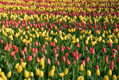 Full frame shot of multi colored tulips in field