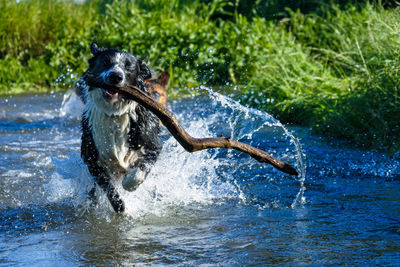 Life couldn't be better as a border collie