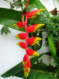 Close-up of red flowers growing on plant