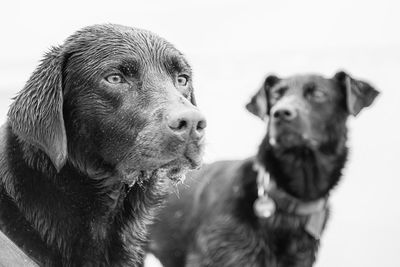 Close-up of a dog looking away