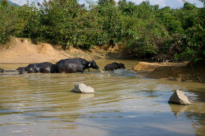 View of ducks in river