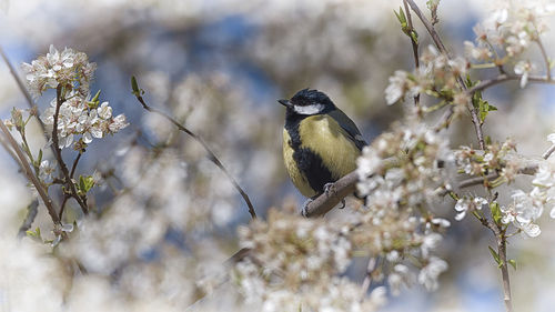 Bird perching on cherry blossom tree