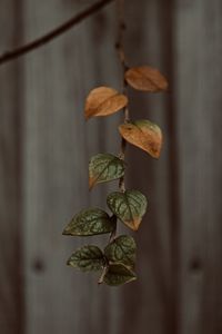 Close-up of dry leaves on plant