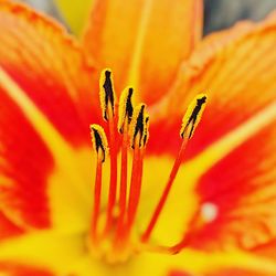 Close-up of orange flower