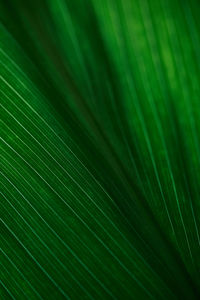 Full frame shot of green leaves