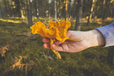 Cropped hand of woman holding flower at forest