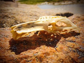 Rocks in sea