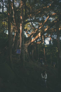 Trees in forest