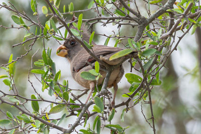 Low angle view of bird perching on tree