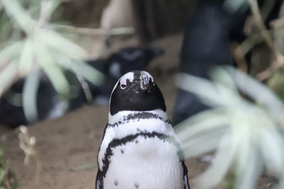 Close-up of penguins