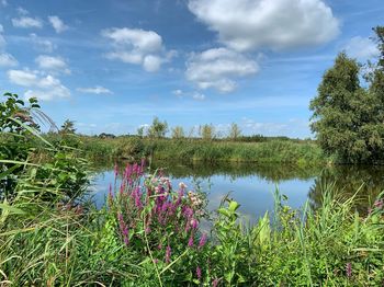 Plants growing by lake against sky