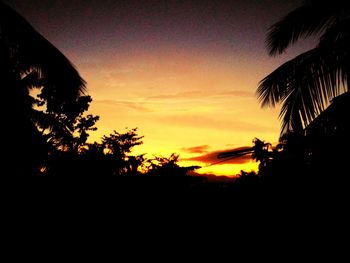 Silhouette of trees at sunset