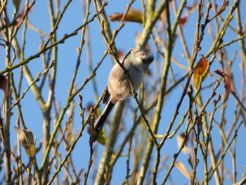 Low angle view of owl perching on tree against sky