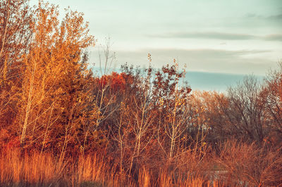 Scenic view of forest against cloudy sky