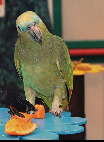 bird, vertebrate, parrot, one animal, perching, animal wildlife, focus on foreground, animals in the wild, close-up, no people, indoors, parakeet, full length, nature, green color, day