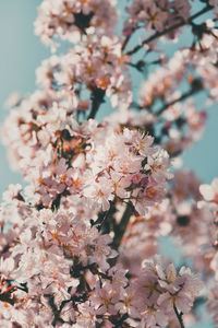 Close-up of cherry blossoms in spring