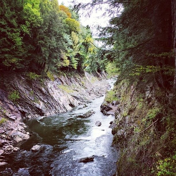 water, tree, nature, stream, rock - object, tranquility, forest, tranquil scene, beauty in nature, scenics, river, flowing water, day, rock formation, no people, non-urban scene, outdoors, growth, flowing, plant