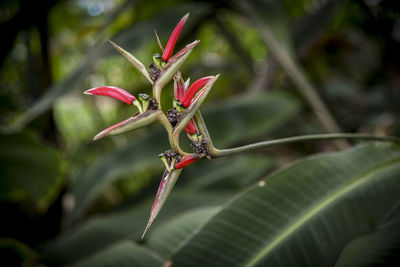 Close-up of insect on plant