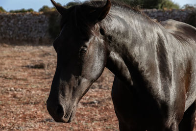 Close-up of a horse on field