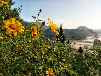 Close-up of yellow flowering plants on land