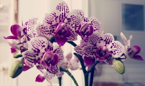 Close-up of purple orchid flowers at home