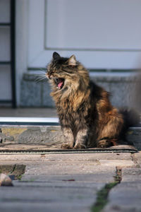 Cat looking away while sitting on floor