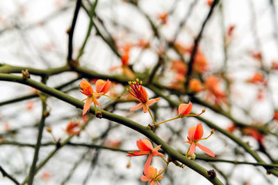 Close-up of red cherry blossom on tree