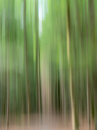 Full frame shot of bamboo plants