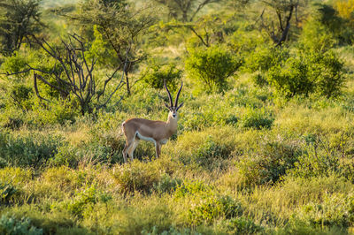 Deer standing on field in forest