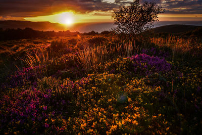 Scenic view of flowering trees on field against sky during sunset