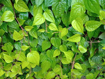 Full frame shot of green leaves