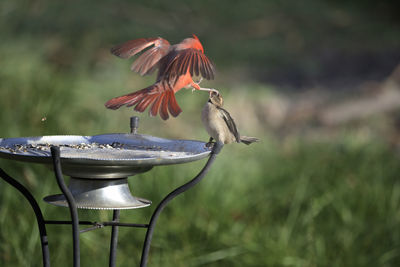 Birds at feeder competing for seed