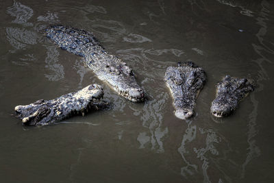 High angle view of crocodile swimming in lake