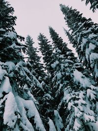 Low angle view of snow covered tree against sky