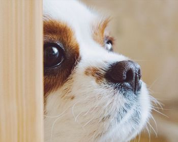 Close-up of dog looking away